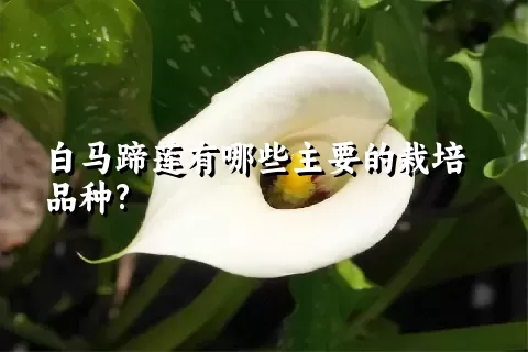 白马蹄莲有哪些主要的栽培品种?