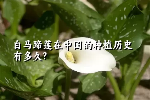 白马蹄莲在中国的种植历史有多久?