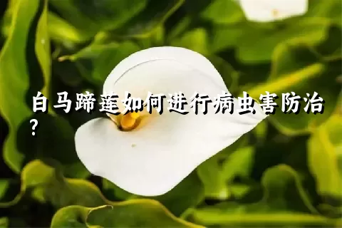 白马蹄莲如何进行病虫害防治?