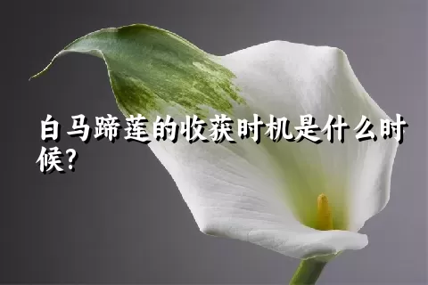 白马蹄莲的收获时机是什么时候?