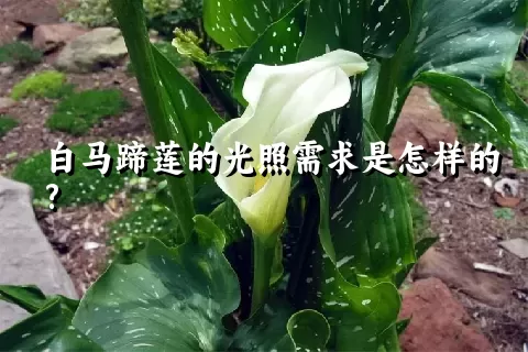 白马蹄莲的光照需求是怎样的?