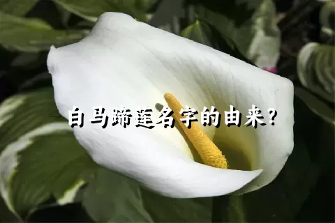 白马蹄莲名字的由来？