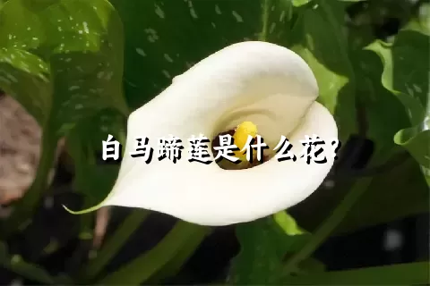 白马蹄莲是什么花？