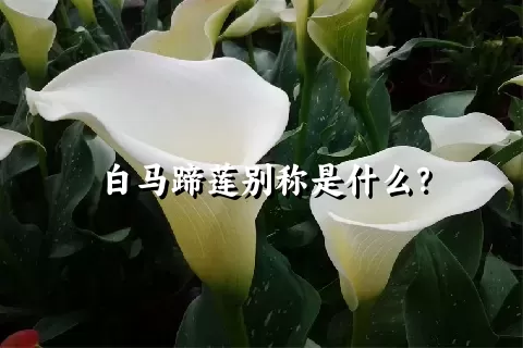 白马蹄莲别称是什么？