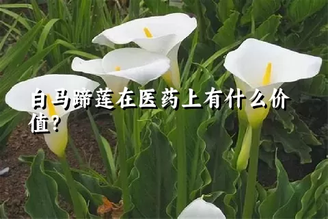 白马蹄莲在医药上有什么价值？