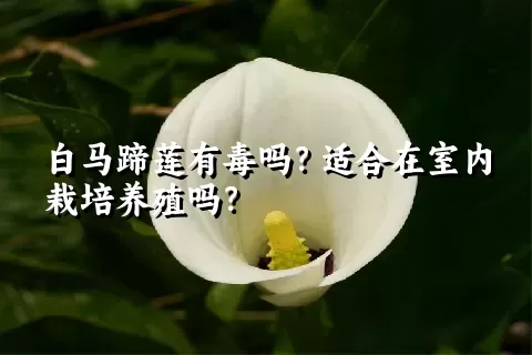 白马蹄莲有毒吗？适合在室内栽培养殖吗？