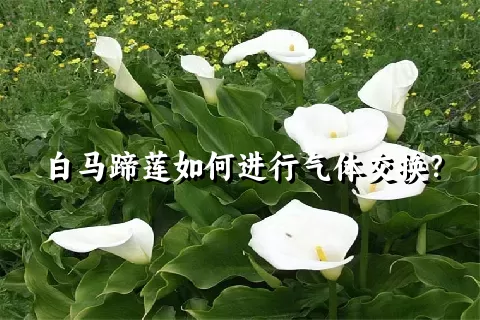 白马蹄莲如何进行气体交换？