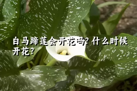 白马蹄莲会开花吗？什么时候开花？