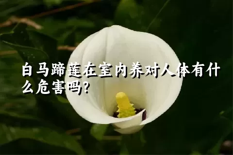 白马蹄莲在室内养对人体有什么危害吗？