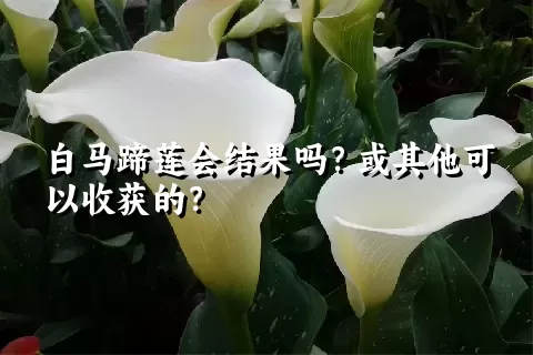 白马蹄莲会结果吗？或其他可以收获的？