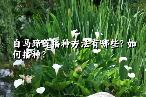 白马蹄莲播种方法有哪些？如何播种？