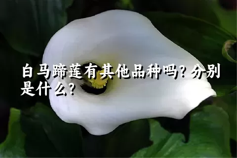 白马蹄莲有其他品种吗？分别是什么？