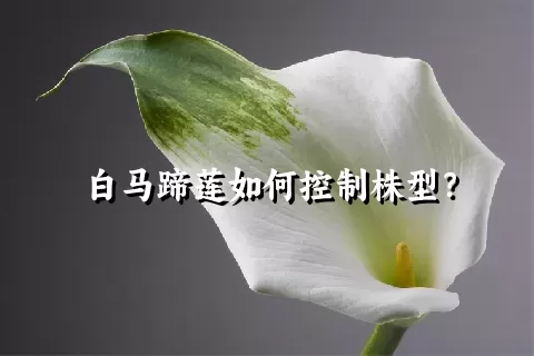 白马蹄莲如何控制株型？