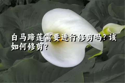 白马蹄莲需要进行修剪吗？该如何修剪？