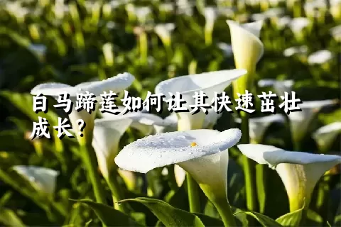 白马蹄莲如何让其快速茁壮成长？