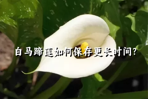 白马蹄莲如何保存更长时间？