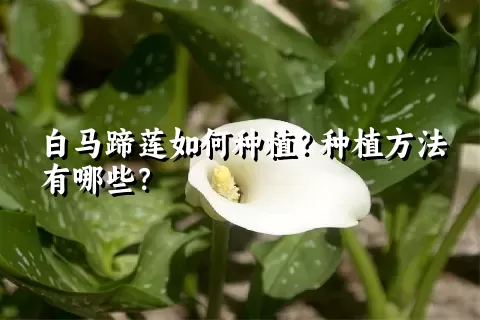 白马蹄莲如何种植？种植方法有哪些？