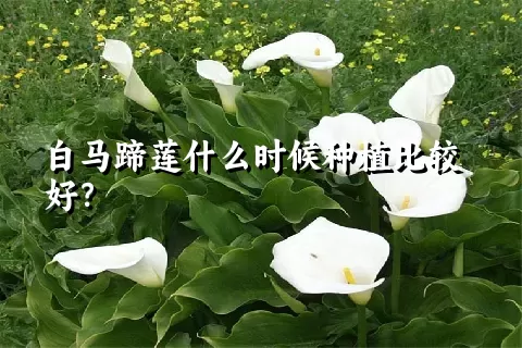 白马蹄莲什么时候种植比较好？