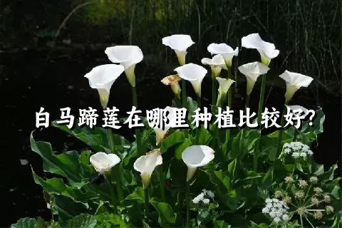 白马蹄莲在哪里种植比较好？