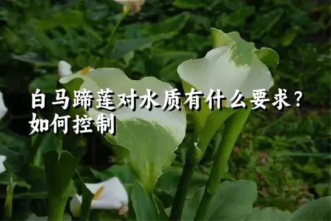 白马蹄莲对水质有什么要求？如何控制