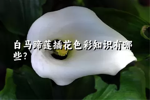 白马蹄莲插花色彩知识有哪些？