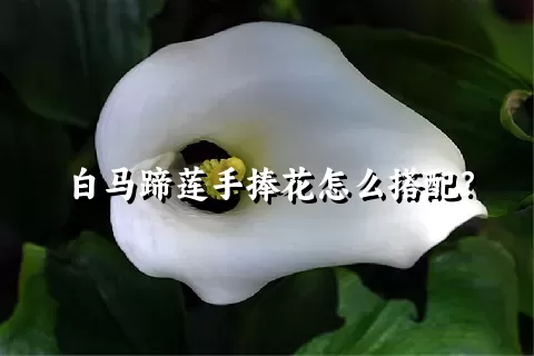 白马蹄莲手捧花怎么搭配？