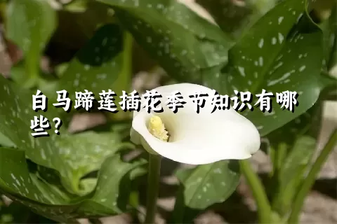 白马蹄莲插花季节知识有哪些？