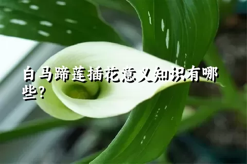 白马蹄莲插花意义知识有哪些？