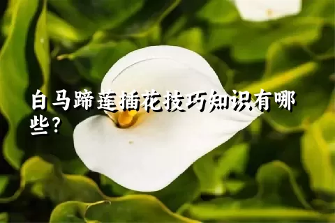 白马蹄莲插花技巧知识有哪些？