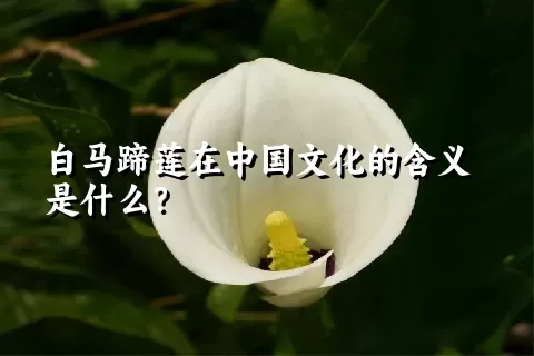 白马蹄莲在中国文化的含义是什么？