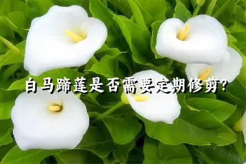 白马蹄莲是否需要定期修剪？