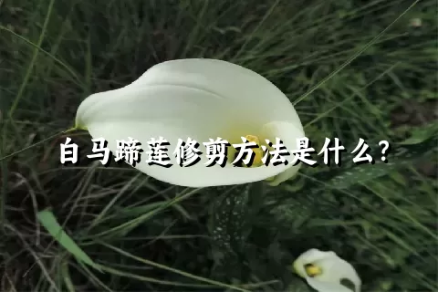 白马蹄莲修剪方法是什么？