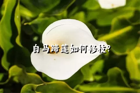 白马蹄莲如何修枝？