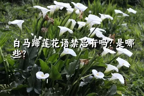 白马蹄莲花语禁忌有吗？是哪些？