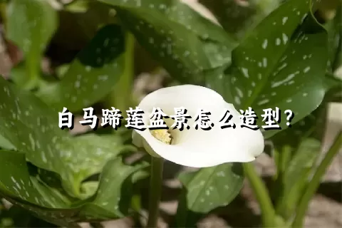 白马蹄莲盆景怎么造型？