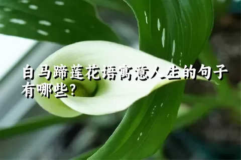 白马蹄莲花语寓意人生的句子有哪些？