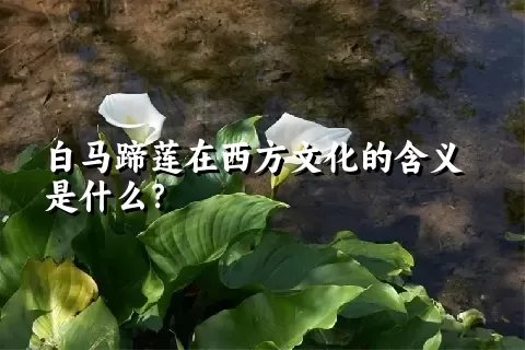 白马蹄莲在西方文化的含义是什么？