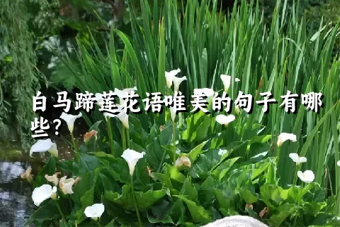 白马蹄莲花语唯美的句子有哪些？