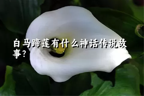 白马蹄莲有什么神话传说故事？