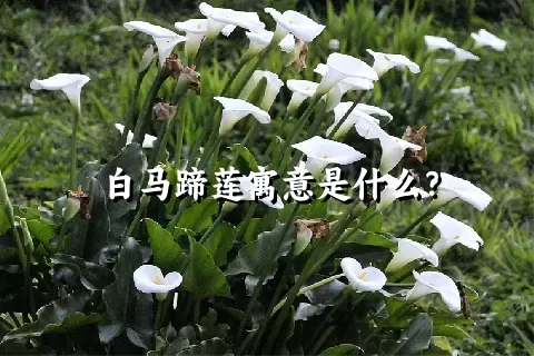 白马蹄莲寓意是什么？