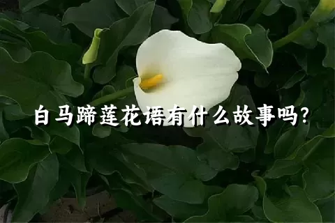 白马蹄莲花语有什么故事吗？