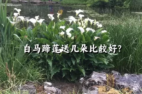 白马蹄莲送几朵比较好？