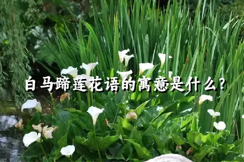 白马蹄莲花语的寓意是什么？