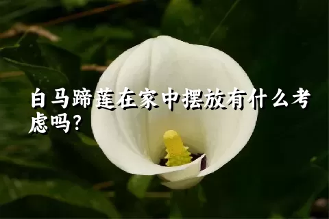 白马蹄莲在家中摆放有什么考虑吗？