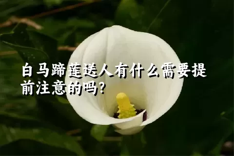 白马蹄莲送人有什么需要提前注意的吗？