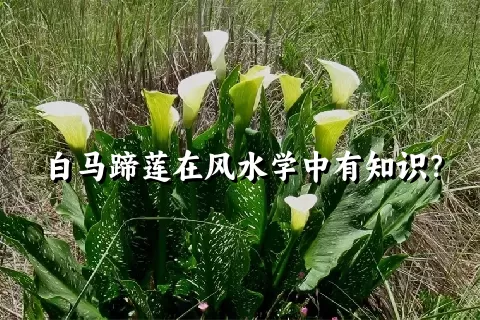 白马蹄莲在风水学中有知识？