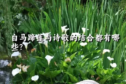 白马蹄莲与诗歌的结合都有哪些？