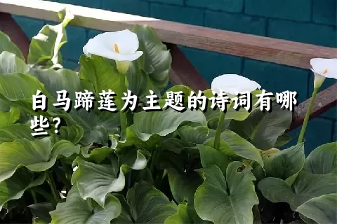 白马蹄莲为主题的诗词有哪些？