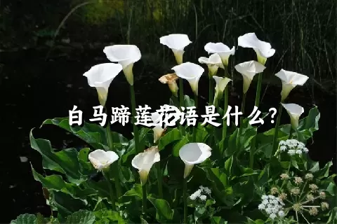 白马蹄莲花语是什么？