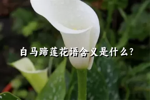 白马蹄莲花语含义是什么？